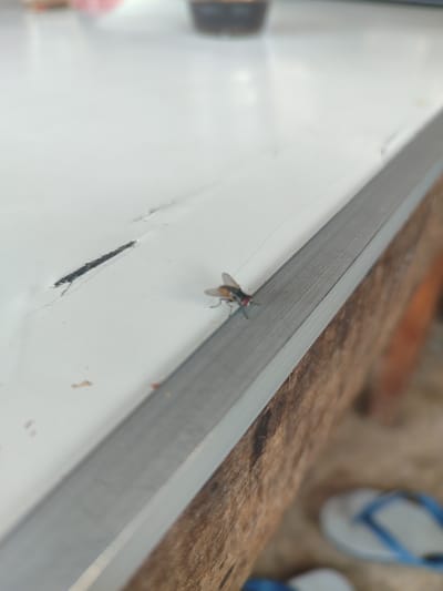 A single housefly is resting on a white surface, which appears to be a table or countertop. The fly is positioned horizontally on the surface, facing towards the right side of the frame. Its body is dark, with visible wings and red eyes. The white surface has a crack running horizontally across it, just to the left of the fly. A metallic strip runs diagonally across the image, separating the white surface from a wooden surface below and to the right. The wooden surface is textured and appears to be a part of a table. In the blurred background, a pair of flip-flops is visible, suggesting an indoor or outdoor setting. The image is likely taken in Cotglumpang, Indonesia, given the context.