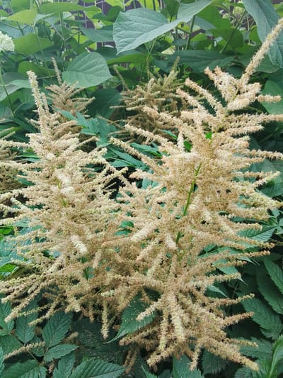 The image shows a close-up view of a plant with feathery, pale tan flower plumes and dark green, serrated leaves. The plant is in an outdoor setting, with other green foliage visible in the background. The image does not depict any people, objects, or actions. The scene is likely a garden or natural area in Snopok Novyi, Russia.