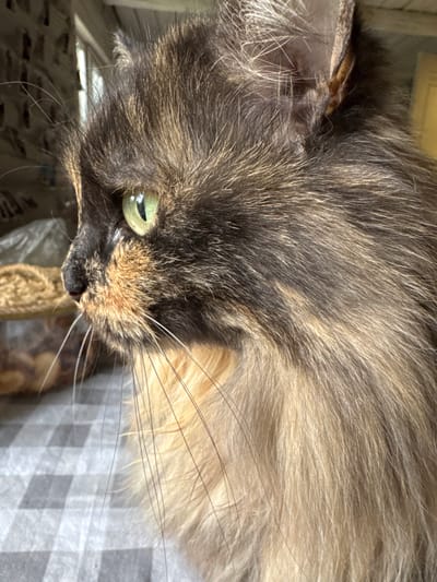 A close-up, profile view of a tortoiseshell cat is captured, focusing on its head and upper body. The cat's fur exhibits a mix of dark brown, black, and golden-orange patches, with longer, lighter fur around its chest and neck. Its eyes are a striking green, and its whiskers are long and white, extending outwards. The cat is positioned indoors, on a table covered with a gray and white checkered cloth. In the blurred background, a clear plastic container filled with food items and a window with vertical blinds are visible. The lighting suggests it is daytime. There is no discernible location in Nagornyi, Russia specified.