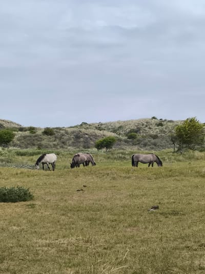 The image shows three horses grazing in a grassy field in Zandvoort, Netherlands. The sky is overcast. Sand dunes covered with vegetation rise in the background. A low-lying bush is visible in the foreground.