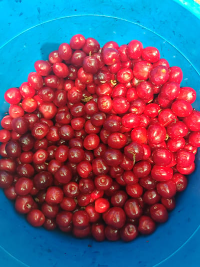 A close-up, top-down view captures a vibrant blue plastic bucket filled with a large quantity of ripe, deep red cherries. The cherries are plump and glossy, with some still bearing short green stems. The lighting suggests an outdoor setting, with bright sunlight creating highlights on the smooth surfaces of the fruit and casting subtle shadows. The bucket's interior is visible, with a slight texture on the plastic. The scene is likely located in or around Podvis, Bulgaria, a rural area known for fruit cultivation. The image focuses solely on the bounty of fresh cherries within the bucket.