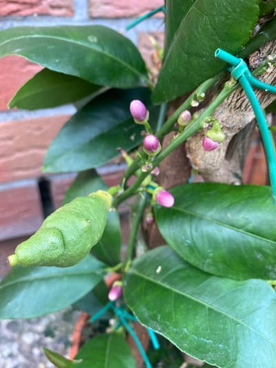 A small, green, unripe citrus fruit, likely a lemon, grows on a branch with several pink flower buds and large green leaves. The branch is supported by a thin green wire tied to a woody stem. In the background, a red brick wall is visible. The scene is set outdoors.