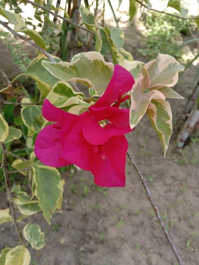 The image shows a close-up of a bougainvillea plant with vibrant magenta bracts and variegated green and cream leaves. The plant is located outdoors in a garden or natural setting, with dry soil visible in the background. The scene is presumably located in Blangkarieng, Indonesia. There is no evidence of any people or any actions or interactions.