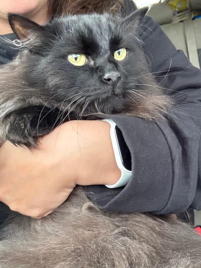 A close-up, eye-level medium shot shows a long-haired black cat being held by its owner. The cat's head is positioned towards the viewer, with its bright yellow eyes looking directly into the camera. The owner's hands are visible holding the cat, with their left arm, adorned with a white smartwatch, draped across the cat's body. The owner is wearing a black hoodie. The background is blurred, suggesting an indoor or vehicle setting, and hints at beige furniture or seating. The image is sharp and well-lit, focusing on the cat's face and the interaction between the cat and its owner. No specific location in Ust-Siny, Russia is identifiable.