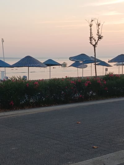The image captures a serene coastal scene in Erdek, Turkey, likely during early morning or late evening given the soft pastel hues of the sky. The foreground is dominated by a dark asphalt pathway with subtle texture variations. Beyond the pathway lies a lush green hedge adorned with vibrant pink flowers, providing a stark contrast to the muted tones of the sky and water. Several blue beach umbrellas are arranged on a sandy shore, suggesting a recreational area. The calm sea stretches towards the horizon, where it meets a pale sky painted with soft pink and orange clouds. A solitary bare tree with intricate branches stands tall against the sky, adding a touch of natural artistry. In the distance, a small boat is visible on the water, and a lamppost stands near the water's edge. The overall impression is one of tranquility and natural beauty.