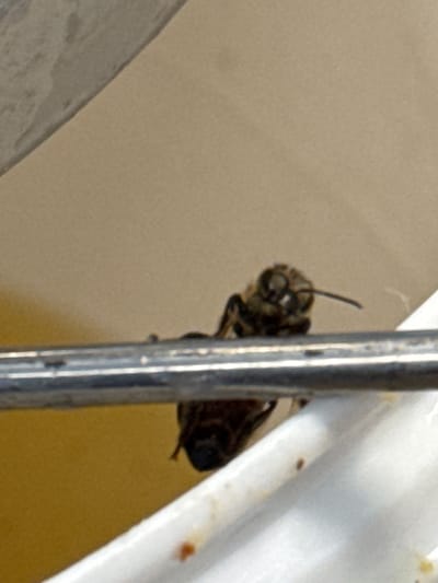 A bee is clinging to a thin, vertical metal pole. The bee is positioned near a white, curved surface that could be part of a sink or other plumbing fixture. The background is a light tan or beige wall. The location is unknown but it is in the city of Wielka Wieś, Poland.