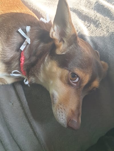 A brown and tan dog with white ribbons tied around its neck lies on a gray blanket. The dog's head is tilted, and its brown eyes are looking towards the camera. The dog has large, pointed ears and a dark brown nose. The blanket appears to be made of a soft, plush material. The lighting suggests it is daytime, with sunlight casting shadows on the blanket. There is no indication of the location being in Ust-Ordynsky, Russia, or any other specific city.
