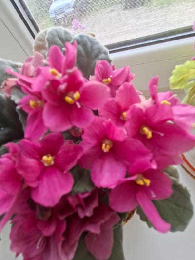 A close-up shot captures a cluster of vibrant pink African violets in full bloom, their delicate petals unfurling around bright yellow centers. The flowers are arranged in a pot, the edge of which is visible at the bottom right of the frame. The pot sits on a windowsill, suggested by the textured, gridded surface of a window screen in the background. Through the screen, a blurry view of greenery and what appears to be a building or outdoor structure can be seen, indicating an indoor setting with a view to the outside. The lighting appears to be natural daylight, casting a soft glow on the flowers and suggesting it is daytime. The overall impression is one of natural beauty and home decor, with the African violets adding a pop of color and life to the scene. There is no visible text in the image.