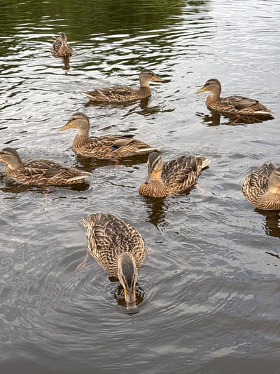 A flock of mallard ducks swim on the surface of a body of water. The ducks are mostly brown and mottled with some individuals showing iridescent blue-green wing feathers. The water is calm with ripples and reflections of the green foliage from the surrounding area. The scene appears to be in a natural setting, likely a pond or lake, in or near Anteplevo (Okhotinskoe S/P), Russia. No humans are visible.