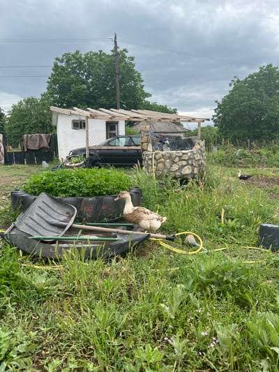 This outdoor image depicts a rustic, semi-rural scene in Kriva Bara, Bulgaria, under an overcast sky. The foreground features tall green grass and weeds, with a prominent light brown and white duck standing next to a large black tire. A black shovel and a green-handled rake lean against the tire, while a yellow garden hose snakes along the ground, connecting to a yellow watering can.
In the mid-ground, a stone-faced structure, possibly a well or an ornamental fountain, is visible amidst more greenery. Behind this, a small, white single-story building with a simple roof and two windows is partially obscured by a black car parked nearby. A wooden framework extends from the building, suggesting either a pergola or ongoing construction. Another dark-feathered duck with white markings is seen further back in the grassy area near the stone structure.
To the left, several patterned blankets or rugs are draped over what appear to be fences or low structures. The background is dominated by lush green trees, and a utility pole with overhead wires stands tall against the cloudy sky. The overall impression is of a lived-in, functional outdoor space combining natural elements with practical domestic and farm items. The time of day is daytime, characterized by diffused light due to the cloudy weather. No explicit activity is taking place, and no text is visible.