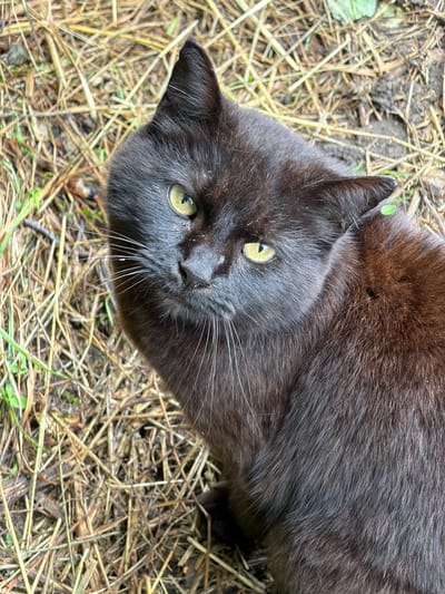 A black cat with yellow eyes is sitting on dry grass and dirt. The cat is looking directly at the camera, and its head is tilted slightly to the left. A small green leaf is visible on its right ear. The background consists of dry, light brown grass and some darker patches of soil. The image appears to be taken outdoors.