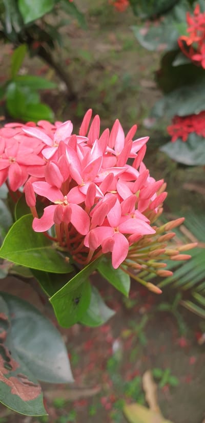 The image is a close-up, vertical shot of a cluster of bright pink flowers with pointed petals, possibly Ixora. The flowers are arranged in a dense, rounded inflorescence. Some individual flowers are fully open, revealing their star-like shape, while others are still in bud form, appearing as elongated, pointed tips. The flowers are the primary subject and occupy the center and right side of the frame.

Surrounding the flowers are several green leaves, some of which appear glossy. The leaves are a darker shade of green than the vibrant pink of the blooms. In the background, the scene is out of focus, showing a blur of green foliage, brown earth, and scattered red petal-like fragments on the ground. This suggests an outdoor setting, likely a garden or natural area. The lighting appears to be natural, casting soft shadows and highlighting the textures of the flowers and leaves.

The image was taken in Rooppur, Bangladesh. The overall impression is one of natural beauty and botanical detail, with the bright flowers standing out against the softer background.