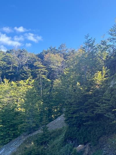 This image captures a dense, mixed forest on a steep hillside in the vicinity of Lago Escondido, Argentina. The scene is dominated by a clear, bright blue sky in the upper portion, featuring scattered white cumulus clouds in the upper left quadrant. The hillside is heavily vegetated with numerous trees, predominantly exhibiting various shades of green foliage. Some trees appear to be evergreens, while others display lighter green and yellowish-green leaves, potentially indicating a deciduous species in a transitional season. One prominent, tall, bare tree trunk with skeletal branches stands out in the upper-left area of the forest canopy. Bright sunlight illuminates the scene from the right, creating distinct highlights on the tree foliage and casting shadows within the dense undergrowth. In the lower-middle section of the image, a sloped area of exposed, light-colored earth or scree is visible, partially denuded of vegetation. No individuals, animals, or artificial structures are present within the frame.