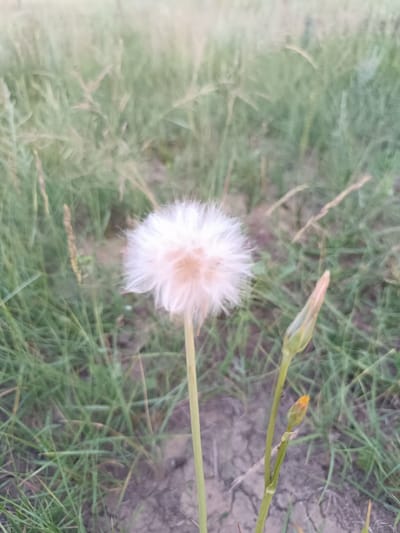 In the city of Қараөткел, Kazakhstan, a dandelion seed head is captured in soft focus. The dandelion is white and fluffy, appearing in the center of the frame. To its right, a single green bud is visible, with a smaller yellow bud below it. The background consists of dry, cracked earth interspersed with blades of green grass, suggesting an outdoor, natural setting. The overall lighting is soft and diffused, indicating it could be early morning or late evening.