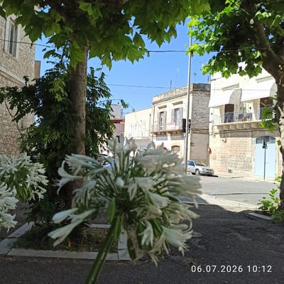 The image depicts a street scene in Ruvo di Puglia, Italy, on July 6, 2026, at 10:12 AM. In the foreground, a cluster of white Agapanthus flowers is in sharp focus, with some blurred white flowers also visible. Behind the flowers, a tree trunk with textured bark stands prominently, partially obscured by lush green foliage. In the middle ground, a street runs horizontally across the frame. A silver sedan is parked on the right side of the street. Buildings with light-colored stone and stucco facades line the street, featuring balconies with railings, white awnings, and dark-shuttered windows. One building has a "VENDE QUI" sign on its balcony. The sky is clear and blue. A street light is visible near the buildings. The ground in the foreground is dark asphalt with some scattered stones, and a concrete curb borders a patch of dry grass and plants.