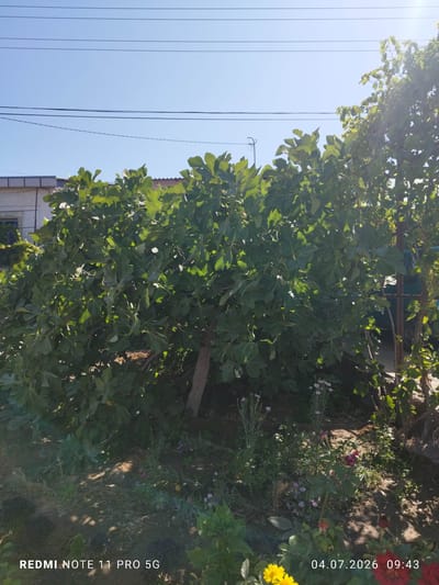 The image captures an outdoor scene on a sunny day in Navrouz, Uzbekistan. Dominating the center is a large, leafy fig tree with a thick trunk and branches laden with green leaves. Sunlight filters through the foliage, creating dappled light on the ground. In the foreground, a patch of garden contains various plants, including some with small purple flowers and a red rose. Behind the fig tree, a building with a tiled roof and light-colored walls is partially visible. Overhead, three dark electrical wires stretch across the clear blue sky. The bottom of the image displays a watermark with "REDMI NOTE 11 PRO 5G" and the date and time "04.07.2026 09:43". The overall impression is a serene, domestic backyard.