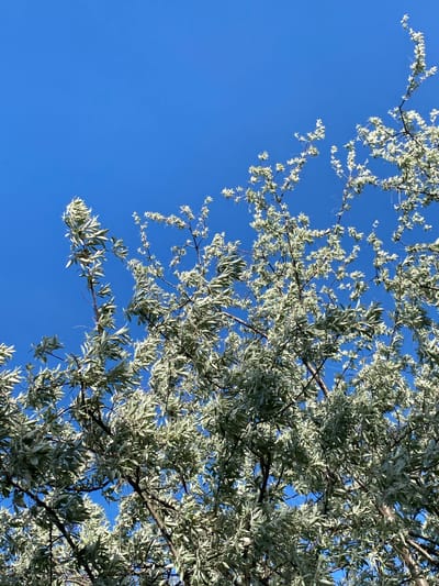 The image shows a view looking up into the branches of a tree with silvery-green leaves against a clear blue sky. The branches and leaves fill the right side of the frame, while the blue sky occupies the left. The branches are dark brown, and the leaves are elongated and pointed. The overall scene is bright and appears to be taken during daylight. The location is Kanjiza Municipality, Serbia.