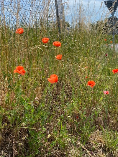 This image shows a field of poppies in Boudry, Switzerland. The poppies are bright red and stand out against the green and brown grass and other plants. A chain link fence is visible along the left side of the image. Part of a road sign can be seen in the upper left corner. The sky is blue with some clouds. The overall scene is one of natural beauty juxtaposed with urban infrastructure.