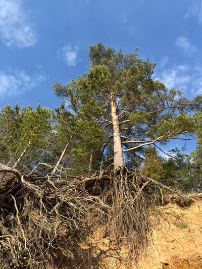 The image shows a tall pine tree with green needles standing on the edge of a sandy bluff. The tree's trunk is angled towards the sky, and its branches spread out with some dead branches clinging to the cliff. The bluff appears eroded and consists of light brown, sandy soil. Above the tree is a blue sky with scattered white clouds. The location is presumed to be in the city of Petrakovo, Russia.