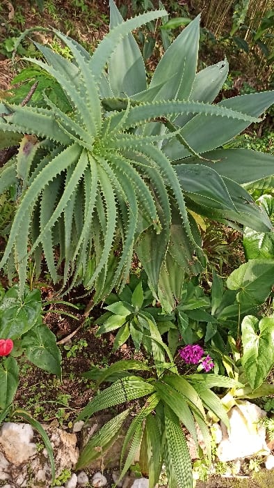 A vibrant cluster of garden flora fills the frame. A large aloe-like plant with spiked edges dominates the left. Behind it, broader, smoother leaves rise, creating a backdrop. To the right, a zebra-striped plant adds texture near a small collection of purple flowers. Green foliage of varied shapes carpets the ground, complemented by scattered rocks and organic debris. A red flower adds a touch of color in the lower section.