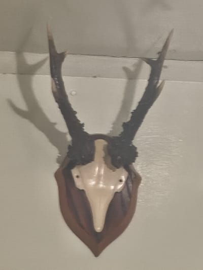 This media file shows a mounted set of deer antlers, likely a hunting trophy, displayed on a wall. The antlers are dark brown and have a characteristic branching shape. They are attached to a light-colored skull or facial bone, which is mounted on a wooden plaque. The plaque is shield-shaped and has a dark brown, polished finish. The background is a plain, light-colored wall, possibly painted. There is a shadow cast by the antlers on the wall to the left. The lighting appears to be artificial, possibly from an indoor light source. There is no text visible in the image. The overall impression is of a decorative or commemorative display of a taxidermied animal. The location context suggests this display is likely in Belarus.