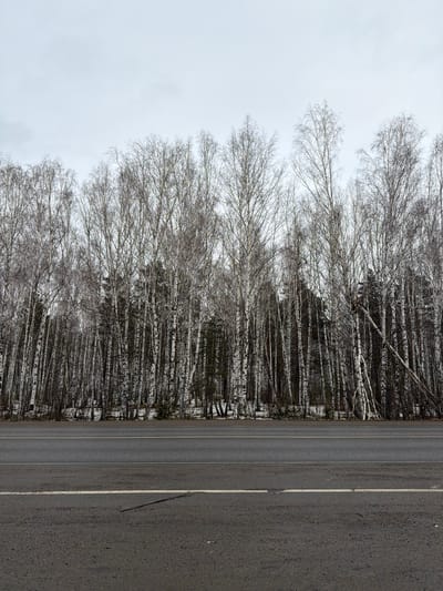 The image shows a road next to a birch forest in Taskino, Russia. The trees are bare, suggesting it is either late autumn or winter. The road has two lanes and a dividing white line. The sky is overcast.