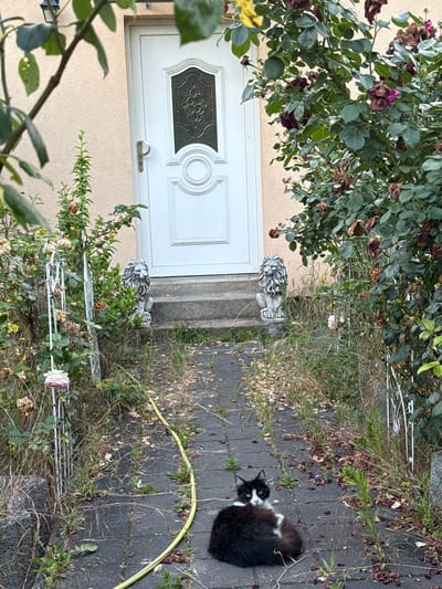 A black and white cat is lying on a paved walkway in front of a white door. The walkway is bordered by overgrown grass and wilting rose bushes. Two stone lion statues flank the steps leading up to the door. The scene appears to be in Wustermark, Germany.