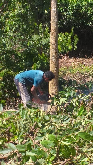 An outdoor scene in Serdang, Indonesia, depicts a male individual engaged in tree felling. One adult male, dressed in a blue short-sleeved t-shirt and grey striped trousers, is positioned in a bent posture, operating a black and red chainsaw. He is actively cutting horizontally into the lower section of a prominent, light brown tree trunk, generating visible sawdust or debris near the cut. The foreground and lower midground are covered extensively with freshly cut green leaves, smaller branches, and woody plant debris. The background consists of dense green foliage, indicating a heavily vegetated or forested area. The scene is illuminated by bright daylight. No other individuals or structures are visible.