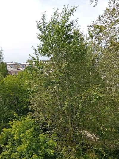 This image, taken from a high vantage point in Kyshtym, Russia, provides a view over a densely wooded area towards a residential neighborhood. The foreground is dominated by the lush green foliage of numerous trees, with their branches and leaves filling most of the frame. Through gaps in the leaves, the roofs and upper stories of several multi-story buildings are visible. These buildings appear to be typical Soviet-era apartment blocks, characterized by their uniform construction and muted color palettes of grey, white, and beige. Some of the buildings have red-tiled roofs, while others are capped with flat, lighter-colored materials. Balconies are visible on some of the structures, and in the distance, the hazy outline of more buildings and possibly a lower hill can be discerned. The sky above is overcast, with a pale, diffused light. The overall impression is of a residential area integrated with significant green spaces, likely a common characteristic of many Russian cities.