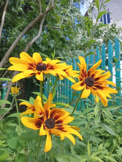 The image depicts a close-up view of several black-eyed Susan flowers in bloom, set against a backdrop of lush green foliage. A light-colored brick building with blue-shuttered windows and a teal-colored wooden fence are partially visible in the background, suggesting an outdoor garden setting, likely in the city of Shumerlya, Russia. The flowers are vibrant yellow with dark brown centers and reddish-brown streaks on their petals, characteristic of the Rudbeckia hirta species. The lighting suggests it is daytime, with soft shadows indicating overcast conditions or partial shade. No people or animals are present in the frame. The scene is static and focused on the botanical subjects.