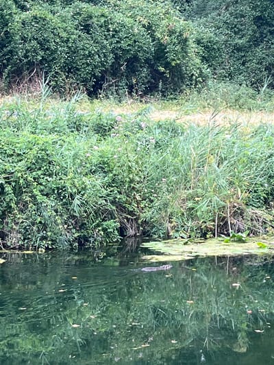 A muskrat swims in a canal in Villeparisis, France, with dense green foliage lining the bank and reflecting in the water. The muskrat, dark brown in color, is positioned in the lower-left quadrant of the frame, partially submerged with its head and back visible above the water. The water itself is dark green and reflects the surrounding vegetation, creating an abstract pattern of light and shadow. The bank is covered in a mix of tall grasses, reeds, and other leafy plants, with some small pink flowers interspersed within the greenery. The sky is not visible in the image.