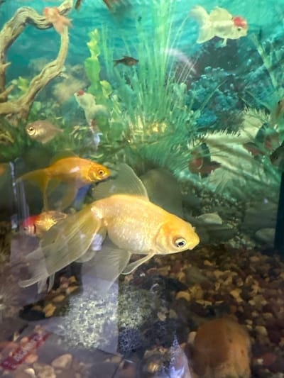 The image shows a freshwater aquarium with several goldfish of varying colors, including gold, orange, and white with red accents. The aquarium is decorated with artificial plants and a piece of driftwood. The background of the aquarium includes gravel and a decorative rock. The scene is likely indoors. La Granja, Chile is not evidenced in the image.
