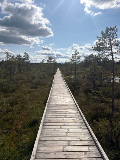 An eye-level, vertical, long shot captures a wooden boardwalk extending into the distance through a boggy landscape in Kolga alevik, Estonia. The boardwalk, made of weathered, light-colored wooden planks, dominates the foreground and middle ground, curving gently to the right as it recedes. On either side of the boardwalk, the bog is covered in dense, dark green and brown vegetation, including grasses, low-lying shrubs, and scattered pine trees of varying heights. In the background, a dense forest of pine trees forms a dark green horizon line. Above, a bright blue sky is filled with dramatic, white and grey clouds, with sun rays breaking through, creating a sense of depth and atmosphere. The overall impression is one of a natural, serene, and somewhat wild environment, with the man-made boardwalk providing a clear path through the wilderness.