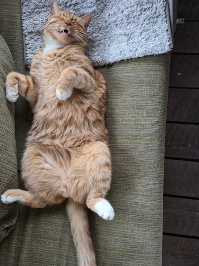 This media file features an orange tabby cat lounging on its back on a textured, olive-green sofa. The cat is positioned on the left side of the sofa, with its head resting on a soft, light gray rug. Its eyes are closed, and its mouth is slightly open, suggesting a relaxed or sleeping state. The cat has white paws, and its belly is exposed, revealing white fur. The background consists of dark wooden planks, possibly part of an outdoor deck or wall.
The scene appears to be indoors or on a covered porch, given the presence of the sofa and rug. The lighting is natural, casting soft shadows, and there are no strong indicators of the time of day or weather conditions. The overall mood is peaceful and comfortable, highlighting the cat's contentment. There is no visible text in the image. The location context provided is Sooblase, Estonia.