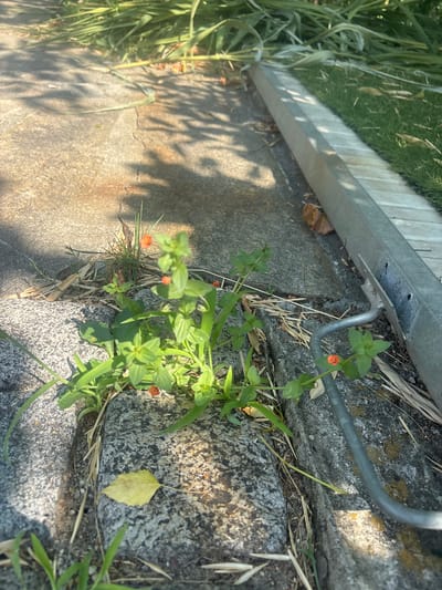 This is a close-up, eye-level, natural light photograph of a small plant with tiny orange flowers growing out of a crack between two concrete surfaces, likely in Prolesha, Bulgaria. The concrete is weathered and textured, with some dry grass and leaves scattered around. In the background, tall green grass is visible, and a metal grate runs along the edge of one of the concrete sections. The plant has thin green stems and leaves, with clusters of small, bright orange, star-shaped flowers. There are no people or animals visible in the image. The overall scene depicts a common urban or roadside natural occurrence.