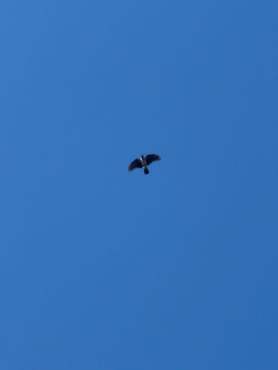 A bird is captured in mid-flight against a clear blue sky. The bird appears to be a crow or similar dark-colored avian species, with its wings outstretched. It is positioned in the center of the frame, appearing relatively small against the vastness of the sky. The background is a uniform expanse of bright blue, suggesting a cloudless day. The image does not provide any context related to the city of Ochamchire, Abkhazia, or any specific environmental or urban details.