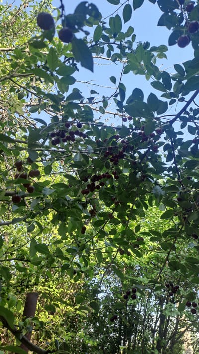 This image shows a low-angle view looking up into the branches of a cherry tree laden with ripe, dark red cherries. The leaves are a vibrant green, and the sky is a clear, bright blue, suggesting a sunny day, likely in the late morning or afternoon. The scene is lush and natural, with the cherry tree being the primary subject. There are no people or man-made objects prominently visible, besides what appears to be a rusty metal pole or stake on the right side of the frame, partially obscured by foliage. The abundance of cherries indicates it is likely harvest season. The overall impression is one of natural bounty and a pleasant outdoor setting, possibly in a rural or garden environment. The location context of Sülüktü, Kyrgyzstan, suggests a potentially arid or mountainous region where fruit trees would be valuable.