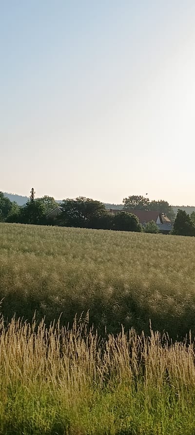 The image depicts a pastoral landscape under a clear, pale sky. In the foreground, tall, dry grasses with feathery tops are illuminated by sunlight, creating a textured border. Behind this, a vast field of green and yellow vegetation, likely crops such as rapeseed, stretches towards a line of trees. Nestled within the trees are several buildings with red-tiled roofs, suggesting a rural settlement. A single, dark bird is visible in flight against the sky above the trees. The overall scene evokes a sense of tranquility and a rural setting, consistent with the countryside surrounding Edelsfeld, Germany.