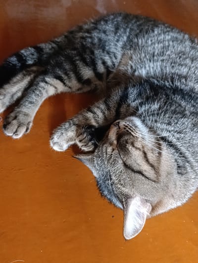 A tabby cat is curled up and sleeping on a flat, orange surface. The cat's fur is a mix of grey and black stripes. Its paws are tucked in close to its body. The cat's face is partially obscured by its own body. The scene is indoors, likely in a residential setting in Zhovti Vody, Ukraine.