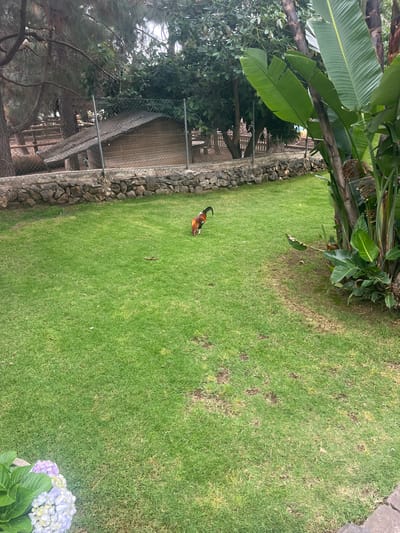 This is a media file of a backyard scene in La Vera, Spain. The scene features a well-maintained green lawn, bordered by a stone wall and lush foliage. In the distance, a wooden structure and a fence suggest the presence of a garden or farm. A single bird, possibly a duck or chicken, is visible walking on the grass. The lighting suggests it is daytime, with overcast or diffused sunlight. The overall impression is one of a peaceful, rural environment. There is no visible text in the image.