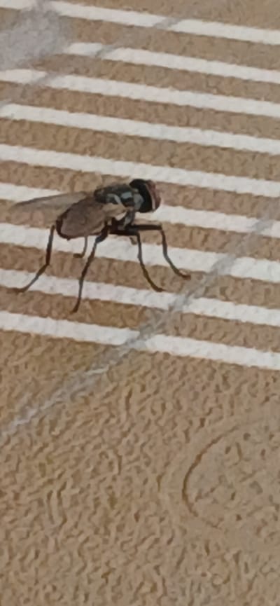 A fly with dark brown and grey coloring rests on a surface with horizontal beige and white stripes. The fly's body is segmented and it has six visible legs. Its head is dark and appears to have red eyes. The background is blurred, but shows a textured, tan surface with faint circular patterns in the lower right portion of the image. The environment is not identifiable as being in Mailuu-Suu City, Kyrgyzstan.