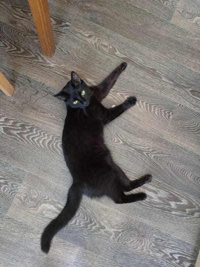 A black cat with yellow eyes is lying on its back on a grey wooden floor, with its legs splayed out. One of the cat's front paws is extended towards the top left of the image, and the other is bent at the elbow. The cat's hind legs are also bent. The cat is looking up and to the left. In the upper left corner of the image, there is a wooden table leg. The scene is indoors, likely in a home. The image was taken on Lenina Street in Russia.