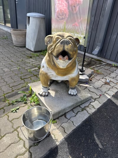 In Tabasalu alevik, Estonia, a concrete sculpture of a bulldog sits on a concrete pedestal on a paved area. The sculpture is weathered, with patches of white showing through the gold and brown paint. In front of the sculpture, to the left, is a metal bucket filled with water. Behind the sculpture, there is a gray trash can and a round planter. Further back, a dark wooden building with windows is visible. A large banner with an image of pink puppies is partially visible behind the bulldog sculpture. A downspout runs down the side of the building. The ground is paved with interlocking concrete blocks, and there are patches of grass and weeds growing in the cracks. Sunlight casts shadows across the scene.