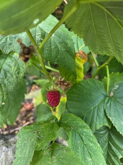 A single ripe raspberry is the focal point of this close-up shot. The berry, a vibrant red, hangs from a thin green stem, surrounded by lush green leaves. Some leaves show signs of wear, with small holes and browning edges, indicating they are past their prime. A dried, spent flower bud is visible near the raspberry, suggesting the berry is nearing its peak ripeness. The background is a blur of more green foliage and some earthy tones, with hints of what appears to be a stone surface on the lower right, possibly a wall or path. The lighting suggests it is daytime, with natural light illuminating the scene. The overall impression is of a detail from a garden or natural setting, likely in a temperate climate, given the presence of raspberries. No people or specific text are visible in the image. The location context of Doneztebe / Santesteban, Spain, places this image within a specific geographical region known for its natural beauty and agricultural activities, which aligns with the subject matter.