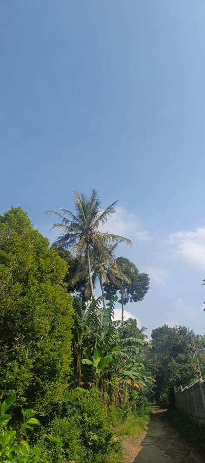 This is a vertical, eye-level shot of a dirt path winding through a lush, green environment in Gisting Atas, Indonesia. The path is on the right side of the image, bordered by dense foliage and trees on the left and a low concrete wall on the right. A cluster of tall palm trees and banana trees dominates the central and right portions of the scene, with the palm trees reaching towards a clear blue sky dotted with a few wispy white clouds. The sunlight suggests it is daytime. The overall impression is of a rural or tropical landscape with abundant vegetation.