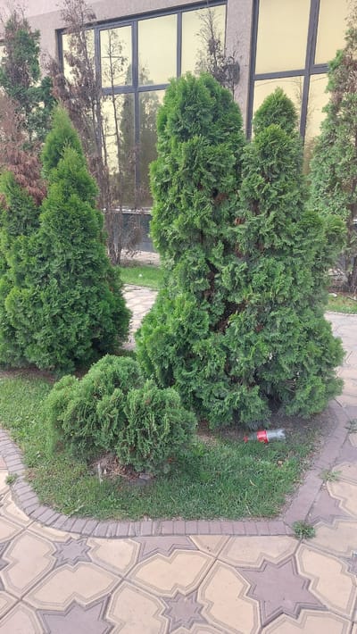 In Aleksandrovka, Kyrgyzstan, a paved walkway with a geometric star pattern borders a landscaped area featuring several evergreen trees. The trees vary in size and shape, with some being tall and conical, while others are shorter and more bushy. One of the larger trees is partially obscured by a smaller, denser shrub. The ground is covered in green grass and patches of dirt. In the foreground, near the base of a large evergreen tree, a red and white plastic bottle lies on the grass. Behind the trees, a building with large, golden-tinted windows reflects the surrounding environment, including bare trees and branches. The overall scene suggests an outdoor urban setting.