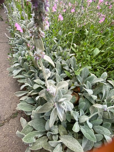This is a close-up, overhead, outdoor shot of a garden bed with a concrete edge. The primary subjects are plants, specifically a large clump of fuzzy, silver-green lamb's ears (Stachys byzantina) in the foreground and mid-ground. To the left and behind the lamb's ears, there are plants with slender green leaves and some delicate pink flowers, possibly evening primrose. There are also some wispy, lavender-colored flower spikes, possibly from a different variety of lamb's ears or another flowering plant. The concrete edge is visible along the bottom right of the frame, suggesting the garden is next to a walkway or path. The lighting appears to be natural daylight, and the overall impression is one of a vibrant, well-maintained garden. There is no visible text. The location context provided is Akhtyrskiy, Russia.