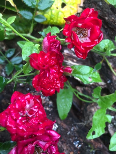 This is a close-up, eye-level, outdoor photograph of several red roses with water droplets on their petals. The roses are in various stages of bloom, with some fully open and others still budding. The background consists of green leaves and dark, textured wood, possibly a log or tree bark. The lighting suggests it might be a cloudy day or after rain, given the presence of water droplets. The image is focused on the flowers, with the background slightly blurred. The specific location within Radomyshl, Ukraine is not determinable from the image content.