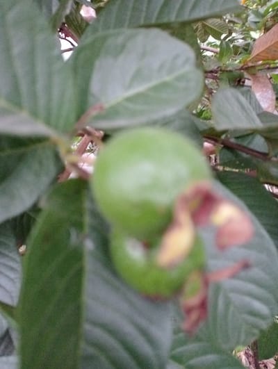 The image shows a green guava fruit hanging from a branch, surrounded by large green leaves. A smaller guava fruit is partially visible behind the first one. The background is blurred, but suggests more leaves and branches. The location is Meunasahlancok, Indonesia.