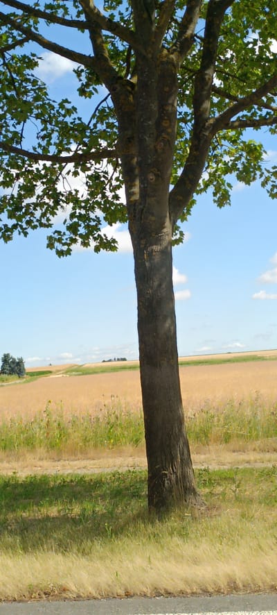 A medium shot captures a tree in the foreground, its trunk angled slightly to the right. The tree has sparse green leaves and branches spread across the top half of the frame. Behind the tree, a golden field stretches into the distance, with a thin line of green vegetation separating it from a lighter green field in the mid-ground. A faint line of trees is visible on the horizon. The sky above is a bright blue with scattered white clouds. The image appears to be a landscape photograph taken in a rural or semi-rural setting.